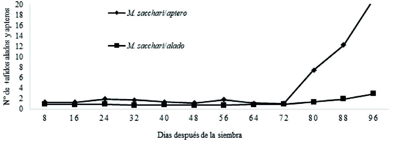 Fluctuación poblacional de alados y ápteros de M.sacchari en el
cultivo de sorgo entre los 8 a 96 días después de la siembra.