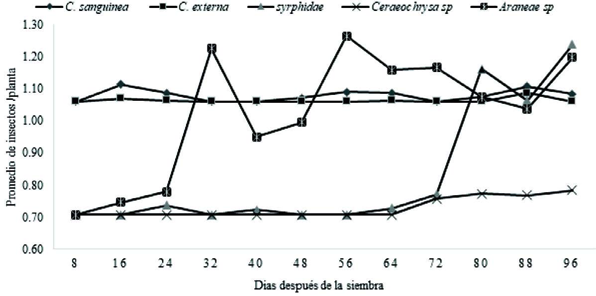 Fluctuación poblacional de
enemigos naturales de M. sacchari en el
cultivo de sorgo entre los 8 a 96 días después de la siembra.