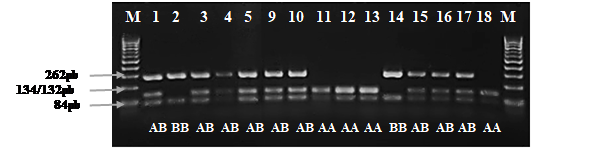 Electroforesis en gel de
agarosa de los productos PCR del gen de К-caseína, digeridos con la enzima de restricción Hilf I. La letra M indica el marcador
molecular de 100 pb, las muestras número 1, 3, 4, 5, 9, 10, 15, 16, 17
corresponden a hembras bovinas con genotipo AB, mientras que el número 2 y 14
corresponden al genotipo BB. Los números 11, 12, 13, 18 corresponden al
genotipo AA.