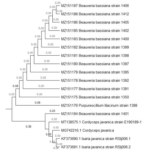 Análisis filogenético de vecino más cercano
(NJ) de la región ITS (ITS1, 5.8S, e ITS2) para especies de Beauveria usando
Purpureocillium como grupo externo. Números en las ramas indican valores
de bootstrap después de 500 réplicas. MEGA,
versión X.