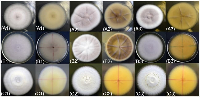 Características
macroscópicas de los aislados del género Cordyceps
(A), Purpureocillium (B)
y Beauveria
(C) en PDA (1), SDA (2) y MDA (3) en el adverso y reverso de los medios de
cultivo.