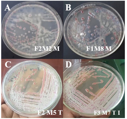 Aislados de Ralstonia solanacearum
en medio de cultivo TZC 1 %.