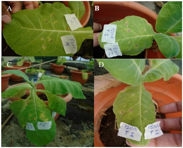 Caracterización de aislados de R. solanacearum procedentes
de muestras de suelo y tejido
vegetal del cultivo de papa. Clorosis a partir
de las 48 horas posteriores a la
infiltración (A y B), y marchitamiento a partir
de los siete y ocho días
posteriores a la infiltración (C y D).