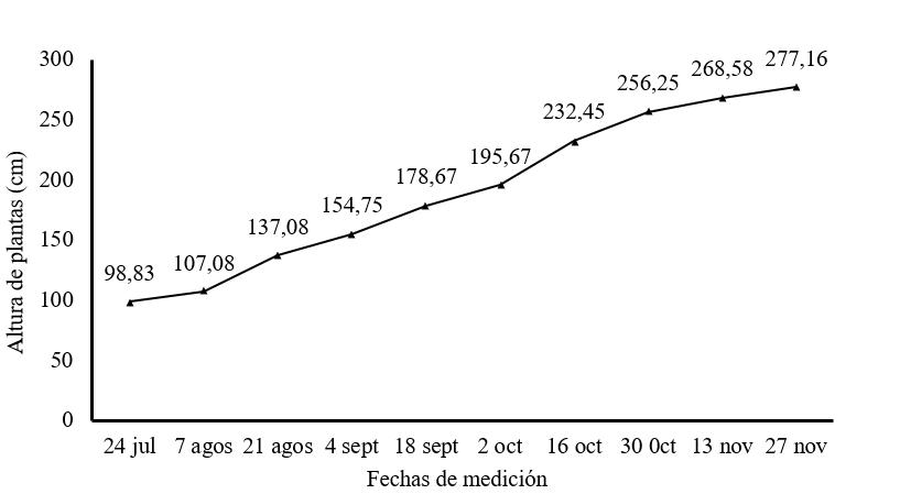 Altura de plantas de M. oleifera cv Honghe en la etapa de
establecimiento en plantación para
producción de semillas.