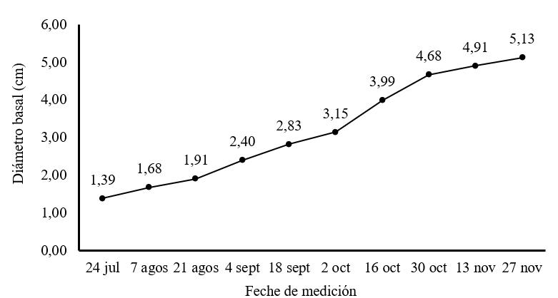 Diámetro basal de
plantas de M. oleifera cv Honghe en la etapa de establecimiento
en plantación para producción de semillas.