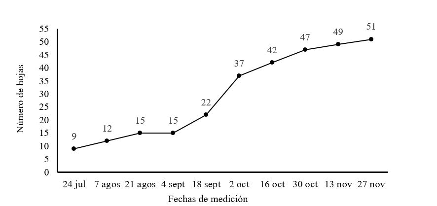 Número de hojas
por planta promedio en plantas de M. oleifera cv Honghe en
la etapa de establecimiento en plantación
para producción de semillas.
