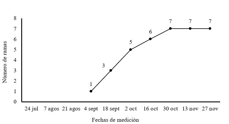 Número de ramas en
plantas de M. oleifera cv Honghe en la etapa de establecimiento
en plantación para producción de semillas.