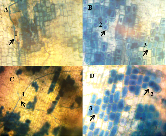 Raíces de
portainjertos Citrange Troyer
(A y B) y Carrizo (C y D), colonizadas
por
el hongo del género Glomussp. Hifas (1), vesículas (2) y arbúsculos (3).