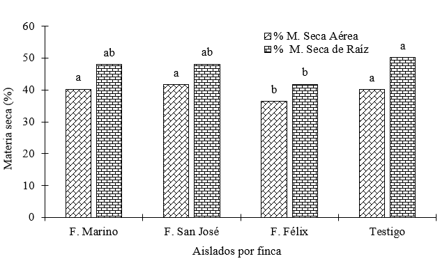 Porcentaje de materia seca en porta injertos Carrizo inoculados con Glomus sp.