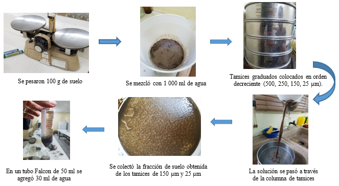 Método de
tamizado y decantación en húmedo para separación de esporas de micorrizas en
muestras de suelo.