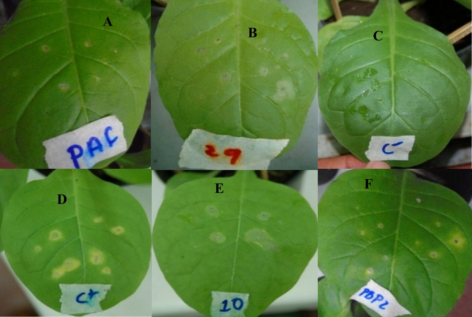 Reacción de hipersensibilidad en hojas de tabaco inducida por aislados
bacterianos
provenientes
de tejido de café. (A) P. syringae., (B, E), P.
cichorii, (C), Control negativo
(D)
Control positivo, (F) P. corrugata.