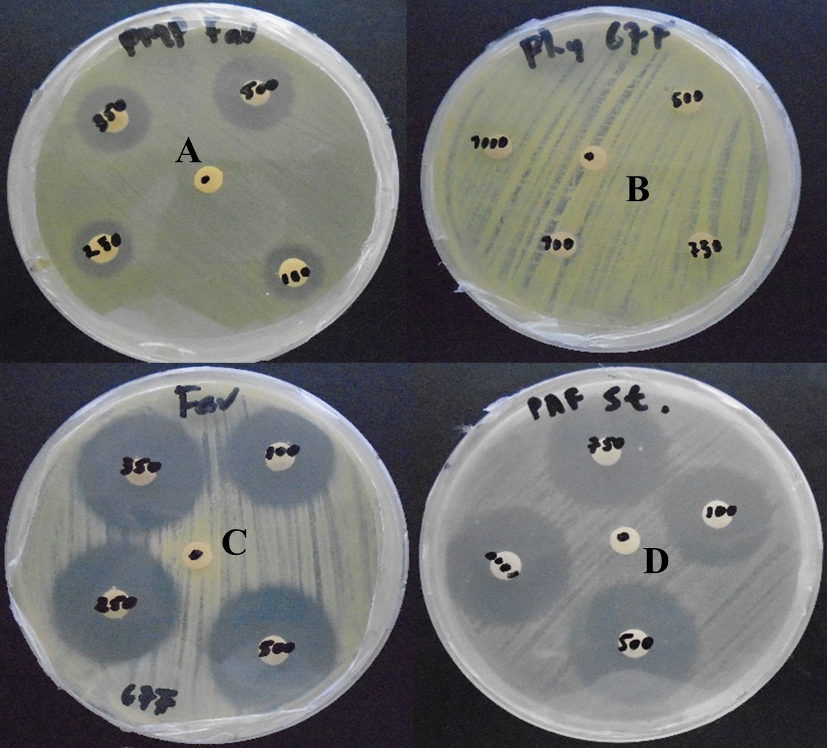 Halos de inhibición producidos por los bactericidas Clorhidrato
de oxitetraciclina (A y C), Ácido oxolínico (D),
Ausencia de inhibición
bacteriana (B) por sulfato de cobre.