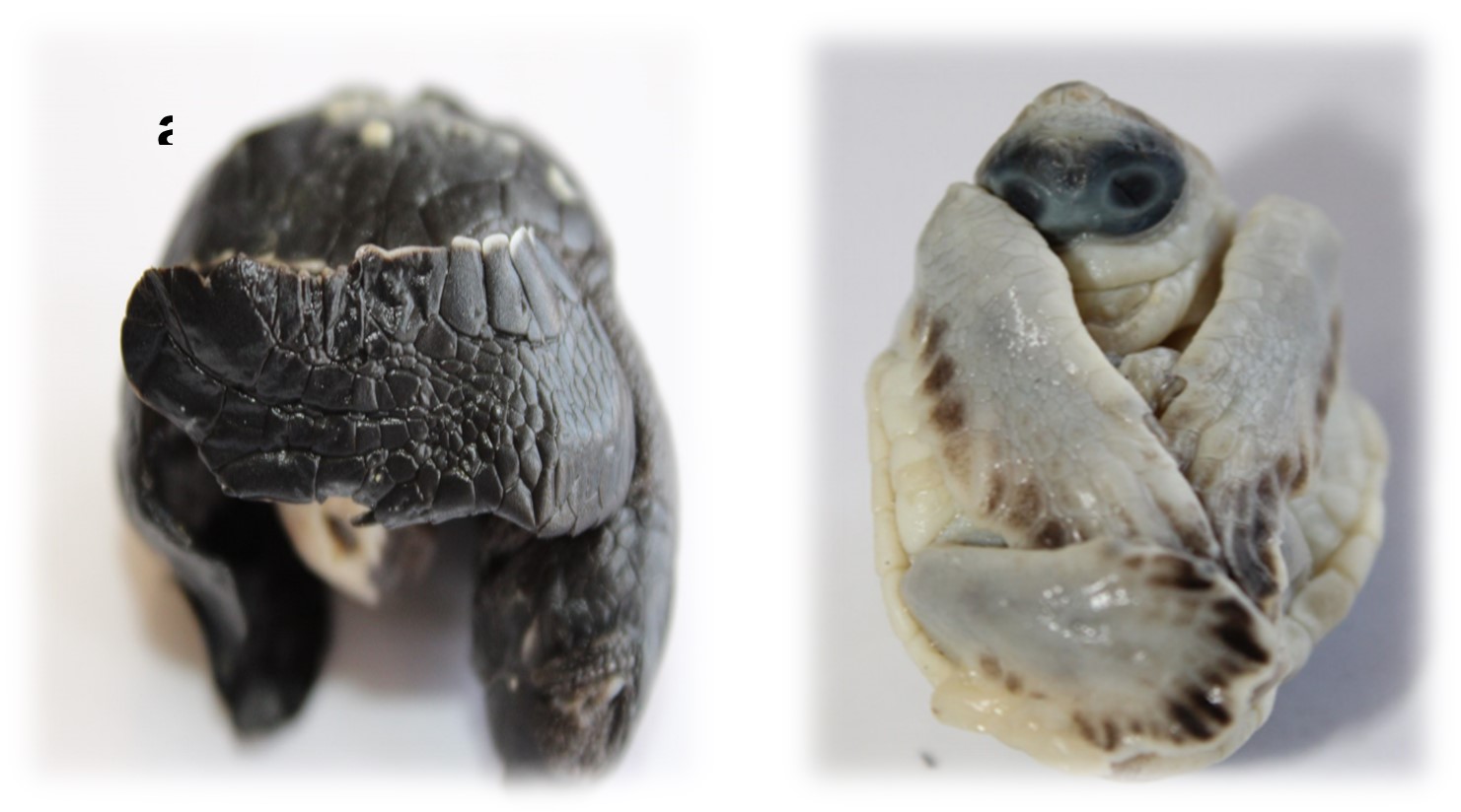 Tipos de albinismos
en embriones de L. olivacea. a) Embrión con albinismo
parcial;
b) Embrión con albinismo total, anencefalia
(falta parcial o total del cerebro y el cráneo) y Sinoftalmia
(ojos fusionados o
unidos en el centro).