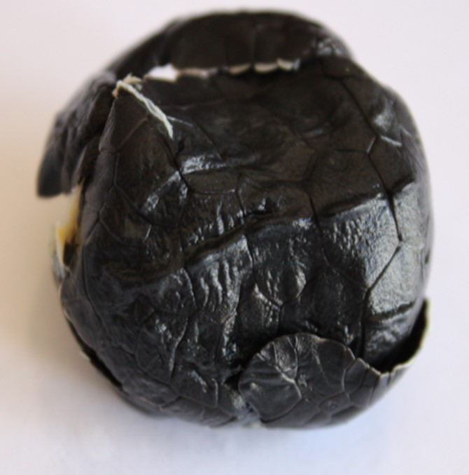 Embrión de L. olivacea con caparazón
comprimido.