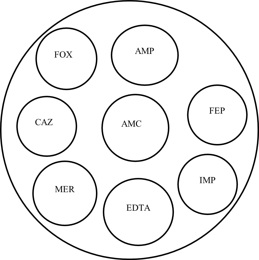 Orden de los antibióticos para la identificación
fenotípica
de mecanismos de resistencia de B. gladiolii y B. plantarii