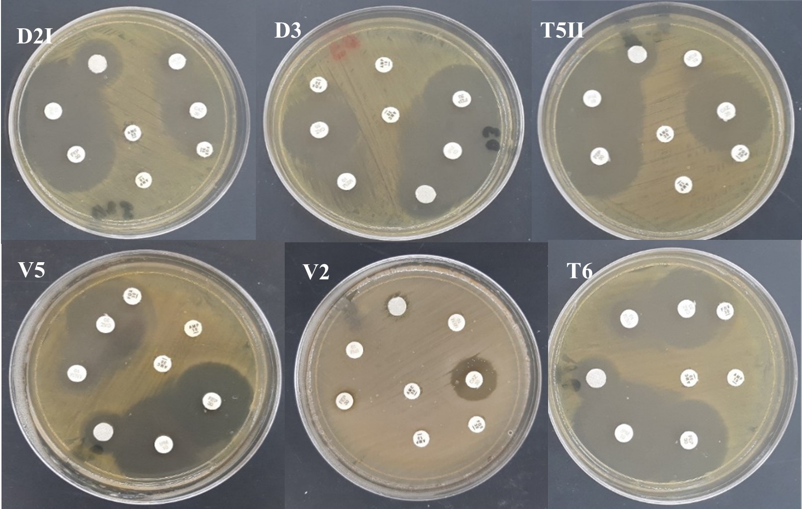 Identificación de mecanismos de resistencia de B.
gladiolii y B. plantarii.