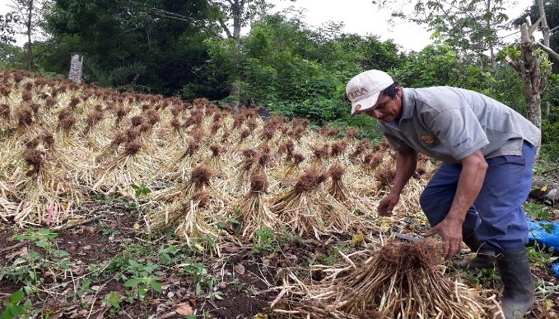 Método de presecado de frijol en campo,
municipio de El Jícaro,
Nueva Segovia.