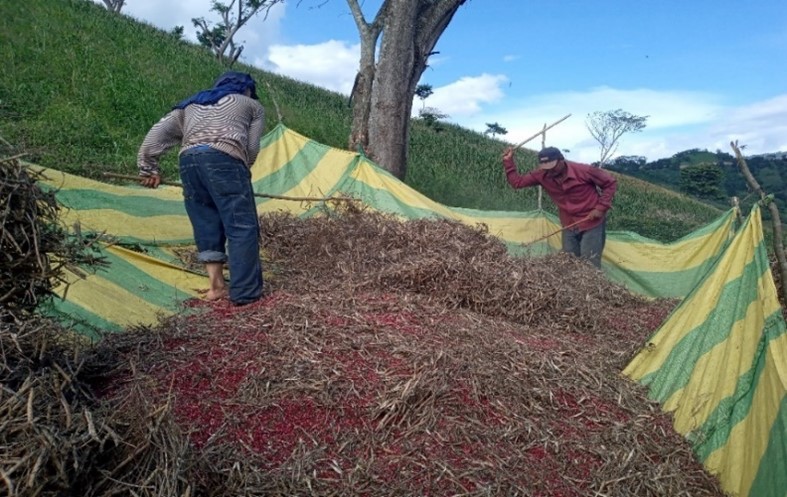 Productores realizando aporreo de frijol en campo, municipio
de El Jícaro,
Nueva Segovia.