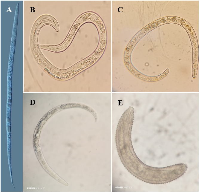Nemátodos con mayor población asociados a raíces del
cultivo de guayaba.
A) Meloidogyne, B) Tylenchus, C) Helocotylenchus,
D: Rotylenchus, E: Criconemoides.