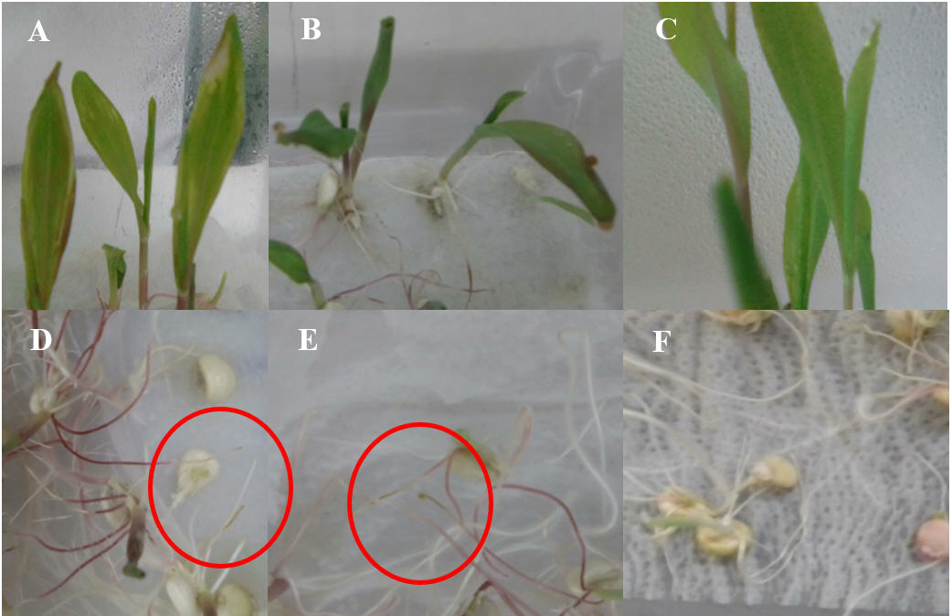 Síntomas
observados en plántulas de maíz.