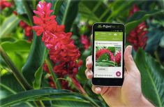Imagen de una especie
vegetal. Utilizando la aplicación PlantNet se realiza
la identificación. 