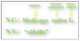 Esquema representativo
del sistema binario o binomial de nomenclatura botánica

NC: nombre científico. NV: nombre
vulgar. 