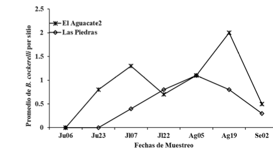 Fluctuación poblacional de B. cockerelli,
muestreadas visualmente en dos fincas de papa,
en el periodo comprendido entre junio a septiembre 2014,
Jinotega