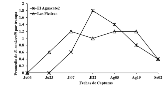 Fluctuación Poblacional de B. cockerelli, con
trampas amarillas en dos fincas de papa,
en el período comprendido entre junio a septiembre 2014,
Jinotega
