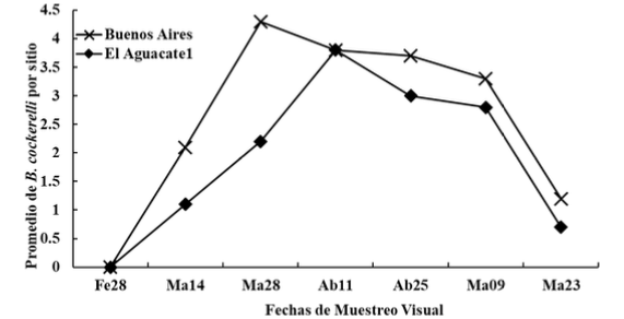 Fluctuación poblacional de B. cockerelli,
muestreadas visualmente en dos fincas de papa,
en el periodo comprendido entre febrero a mayo 2014, Jinoteg