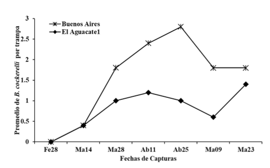 luctuación poblacional de B. cockerelli, con
trampas amarillas en dos fincas de papa,
en el periodo comprendido entre febrero a mayo 2014, Jinotega