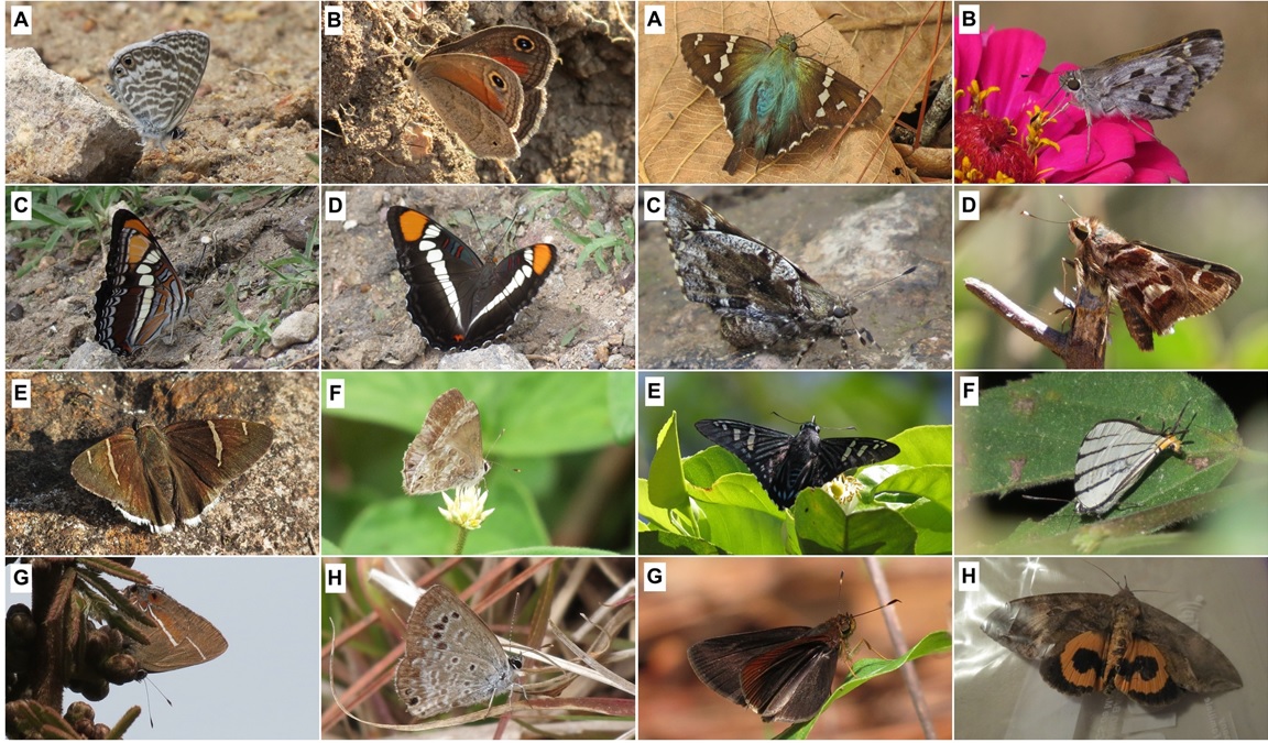 New lepidopterans