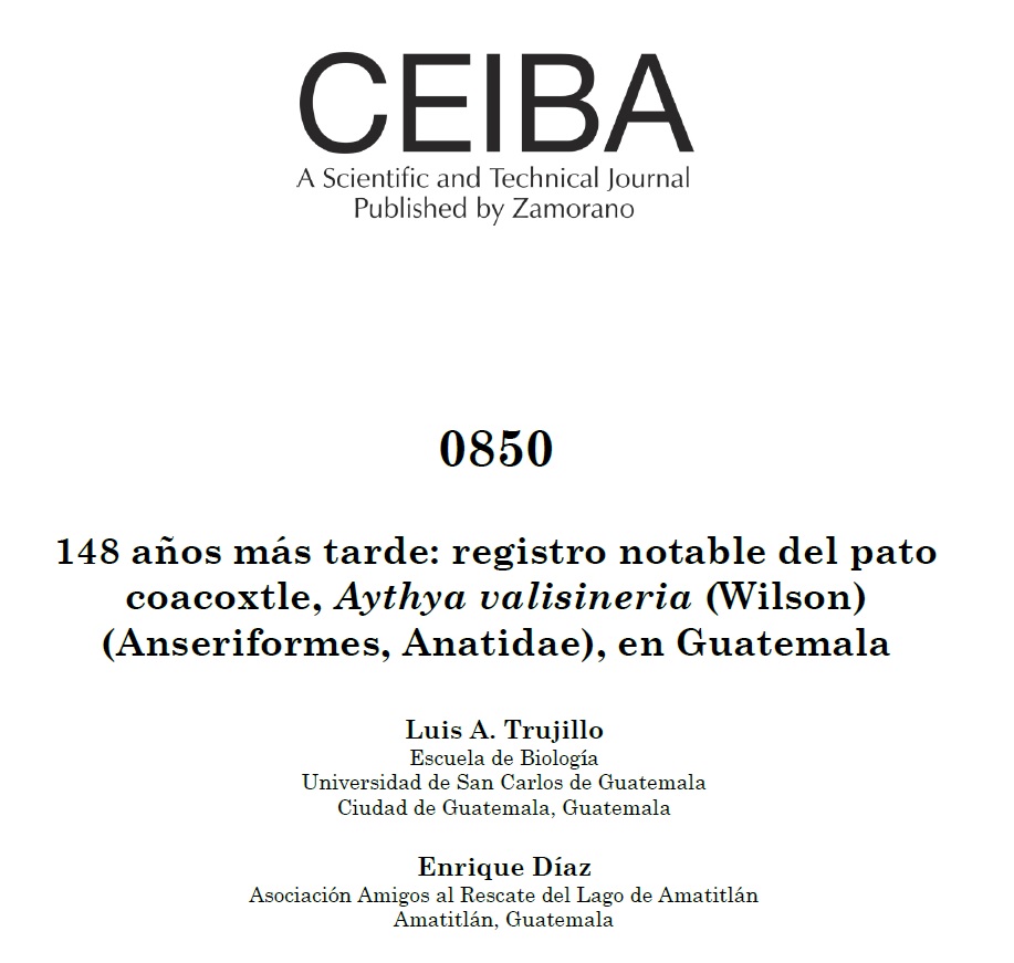 					Ver Núm. 0850 (2021): 148 años más tarde: registro notable del pato coacoxtle, Aythya valisineria (Wilson) (Anseriformes, Anatidae), en Guatemala
				